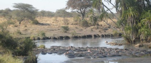 safari in Tanzania