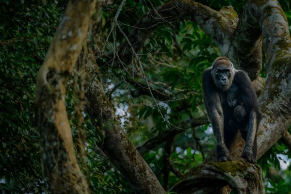 Congo
