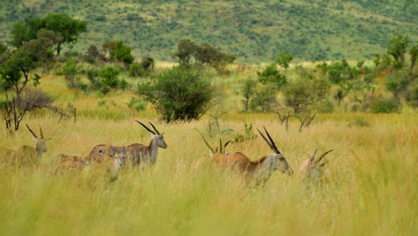 antilope alcina