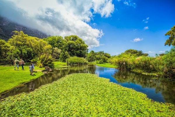 giardino botanico Kirstenbosch
