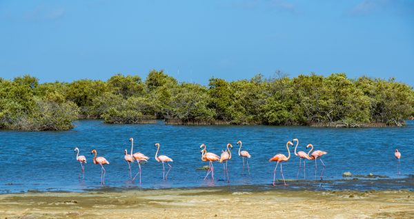 Bonaire National Marine Park
