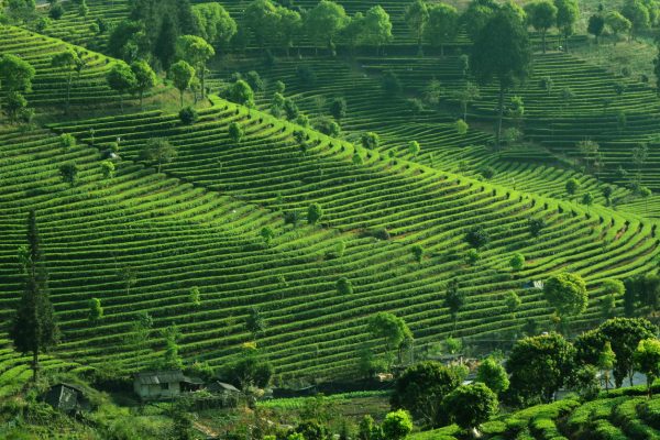 tour del tè nello Yunnan