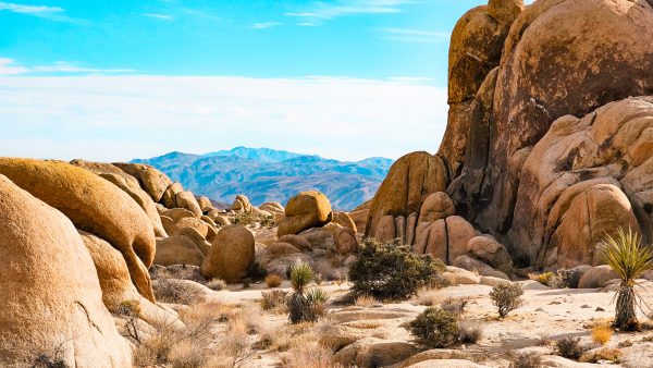Joshua Tree National Park