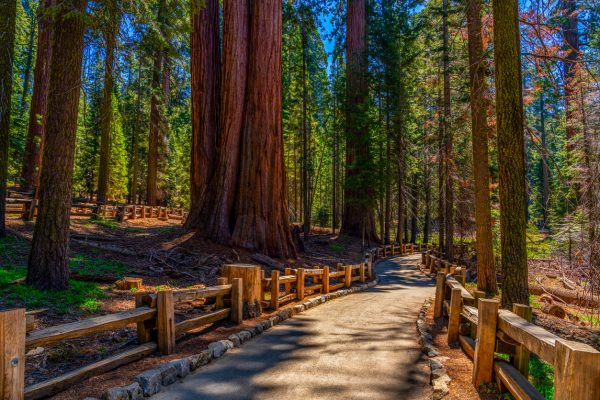 Redwood National Park
