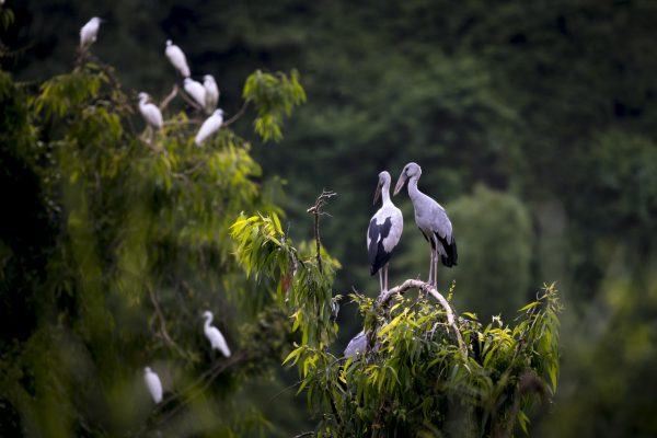Parco degli Uccelli di Thung Nham