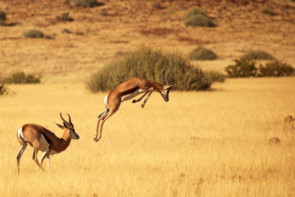 Etosha National Park
