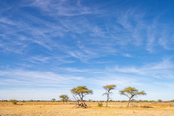 Namibian Safari