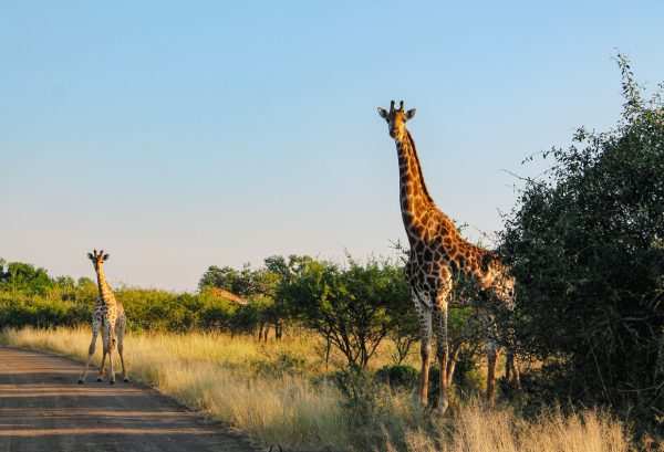 Durban Safari