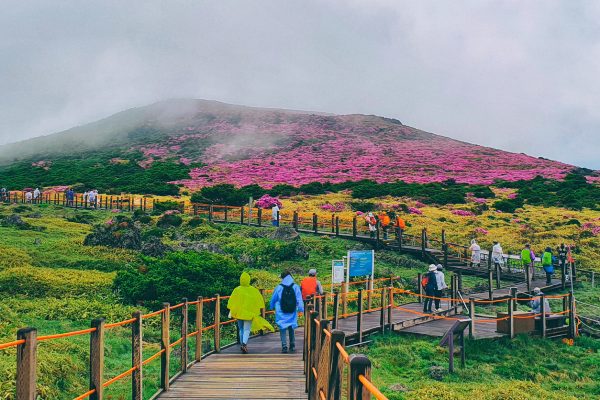Isola di Jeju