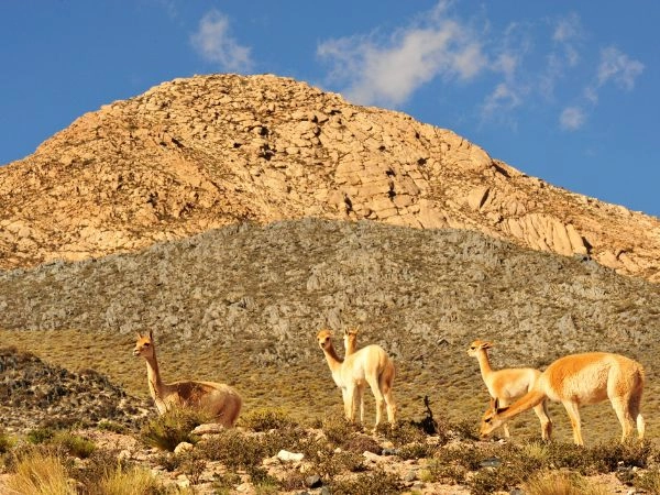Esplorare Antofagasta de la Sierra tra vulcani, lagune e paesaggi andini selvaggi