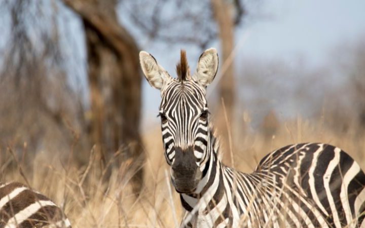 Parco Nazionale del Tarangire