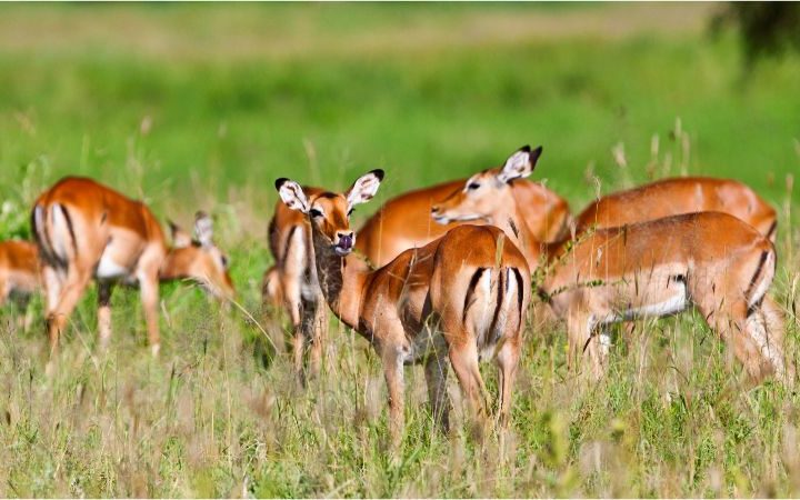 Parco Nazionale del Tarangire