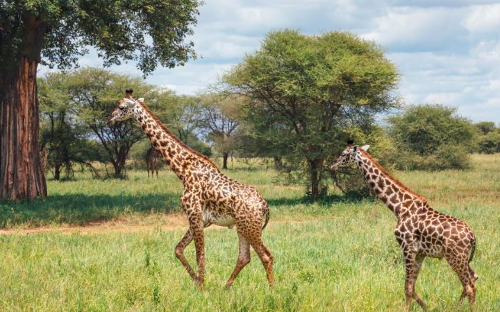 Parco Nazionale del Tarangire