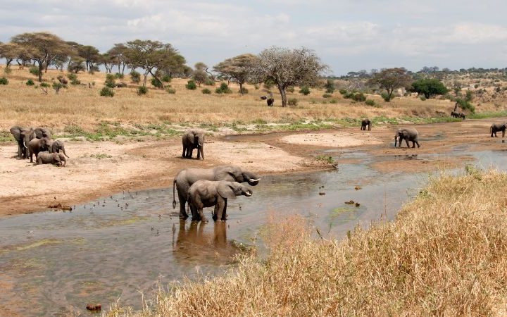 Parco Nazionale del Tarangire