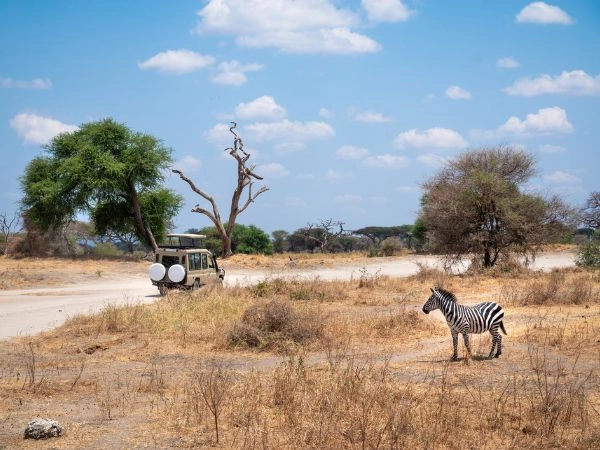 Attraversare il Tarangire National Park tra savane e alberi secolari