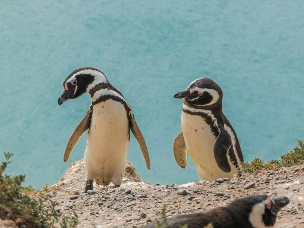 Avvistare balene e pinguini nella Penisola Valdés, vicino a Puerto Madryn
