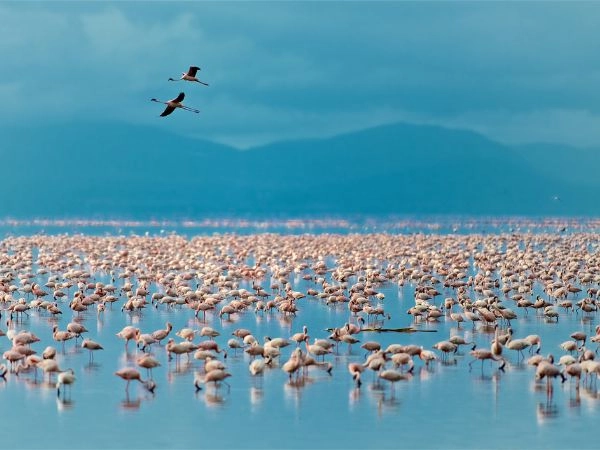 Avvistare fenicotteri e fauna selvatica nel Lake Manyara National Park
