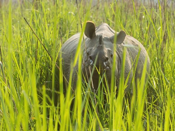 Avvistare rinoceronti e fauna selvatica nel Parco Nazionale di Chitwan, in Nepal