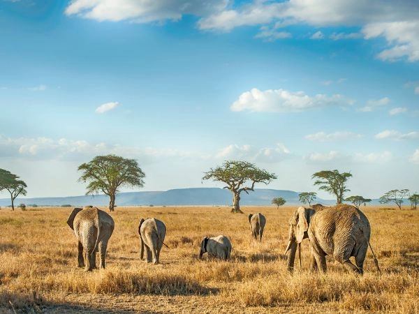 Osservare gli elefanti nelle pianure del Serengeti in Tanzania