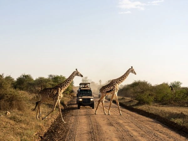 Seguire la grande migrazione nel Serengeti National Park
