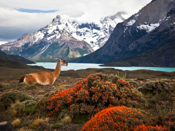 Guanaco in primo piano nel Parco Nazionale Torres del Paine, Patagonia cilena, con paesaggio montano sullo sfondo