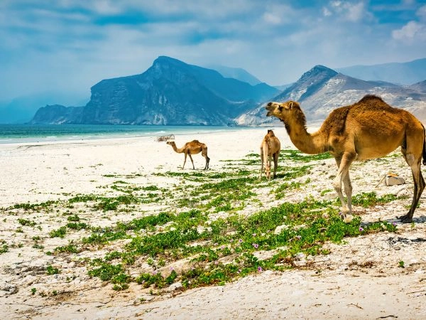 Esplorare Salalah tra piantagioni di cocco, spiagge e paesaggi verdi del Dhofar