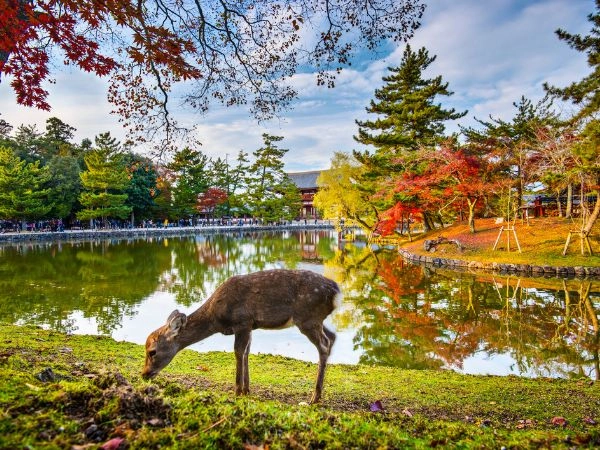 Incontrare i cervi del Parco di Nara tra sentieri alberati e templi storici del Giappone