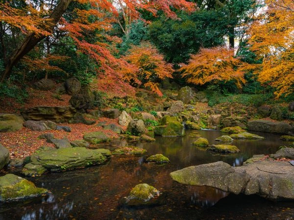 Passeggiare nel Rikugien Garden tra aceri rossi, laghetti ornamentali e sentieri tradizionali giapponesi