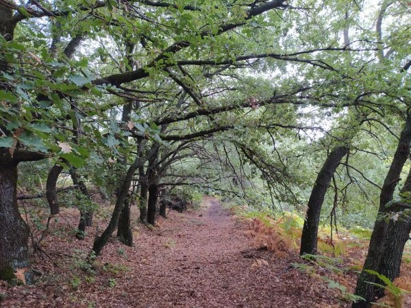 Attraversare il Bosco di Malabotta tra querce secolari, sentieri immersi nel verde e antiche formazioni rocciose della Sicilia