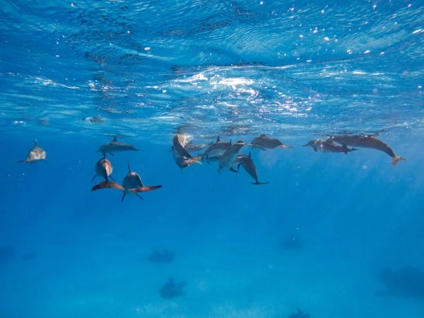 Avvistare i delfini di Samadai Reef, oasi marina del Mar Rosso ricca di coralli e pesci tropicali