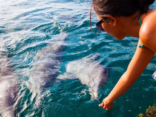 Nuotare accanto ai delfini nelle acque cristalline dell’Australia