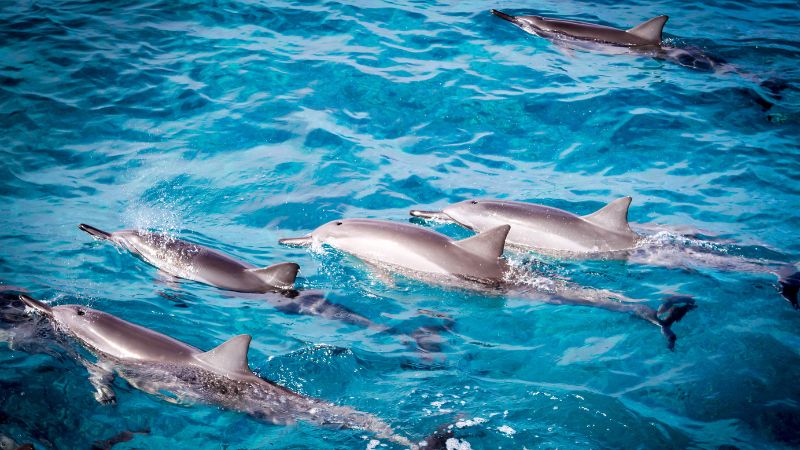 Nuotare con i delfini
