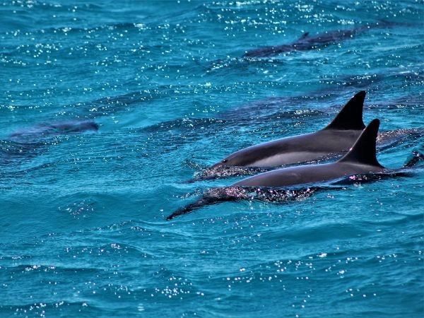 Osservare i delfini nelle acque di Oʻahu, accanto a spiagge tropicali e paesaggi vulcanici