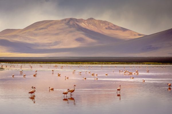 Fenicotteri-cileni-e-Laguna-Colorada-Laguna-Rossa-nell'Altiplano-della-Bolivia