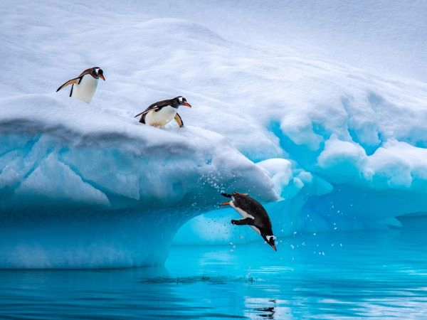 Raggiungere la Penisola Antartica, terra di ghiacciai imponenti e colonie di pinguini