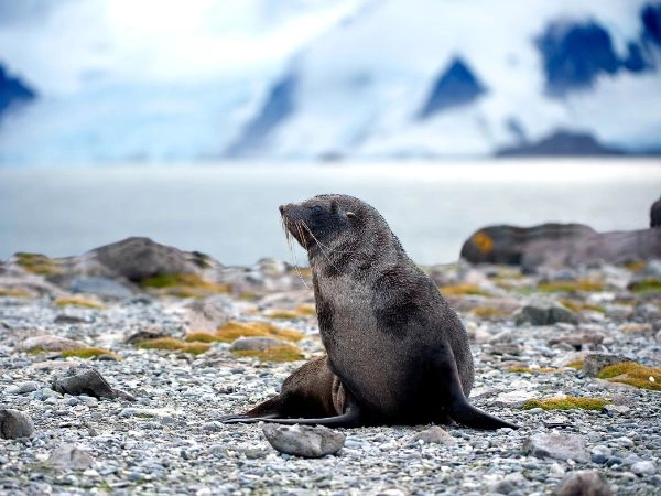 Scoprire le Isole Shetland Meridionali, habitat di pinguini e foche nelle distese ghiacciate dell’Antartide
