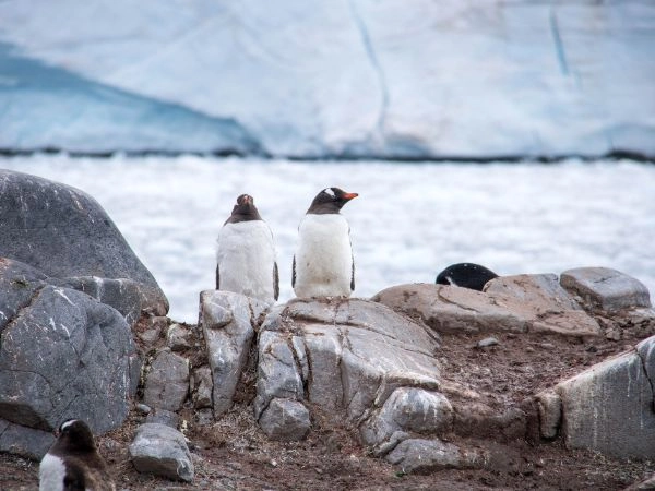 Visitare Port Lockroy, storica base antartica famosa per i pinguini e il piccolo museo postale
