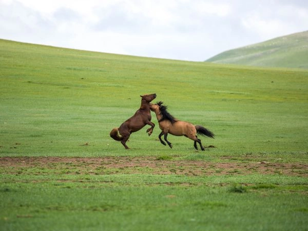 Attraversare la Mongolia, terra di steppe infinite, deserti sconfinati e tradizioni nomadi