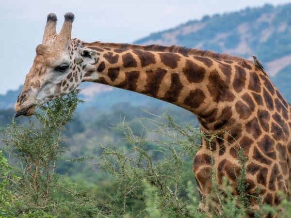 Avvistare la fauna selvatica nel Parco Nazionale di Akagera, tra savane e laghi del Ruanda