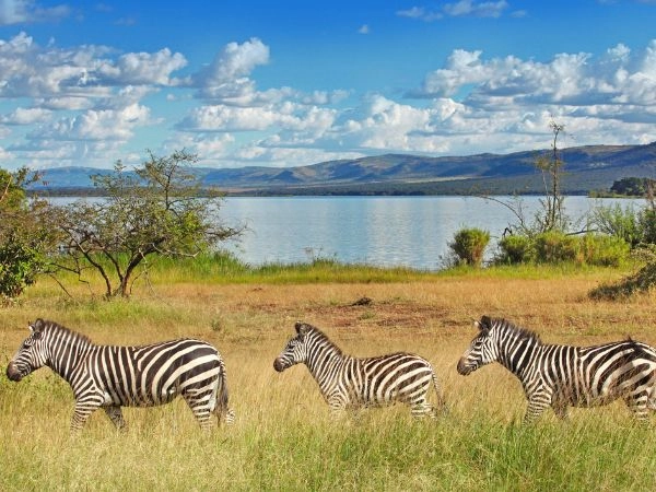 Avvistare leoni, zebre, elefanti e giraffe nel Parco Nazionale di Akagera, tra savane e laghi del Ruanda