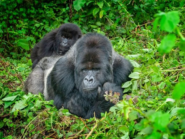 Incontrare i gorilla di montagna in Ruanda, nelle foreste nebulose del Parco Nazionale dei Vulcani