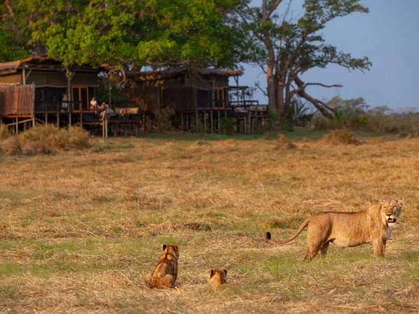 Avvistare la fauna selvatica nel Kafue National Park