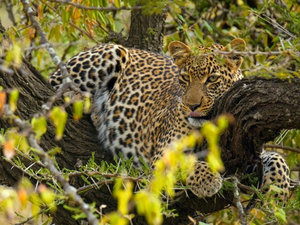 Avvistare un leopardo