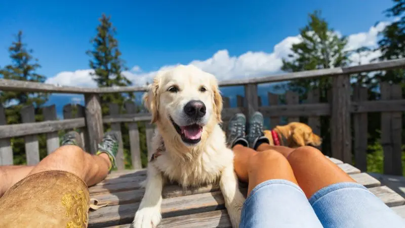 Viaggi dog friendly scopri le migliori destinazioni in Europa