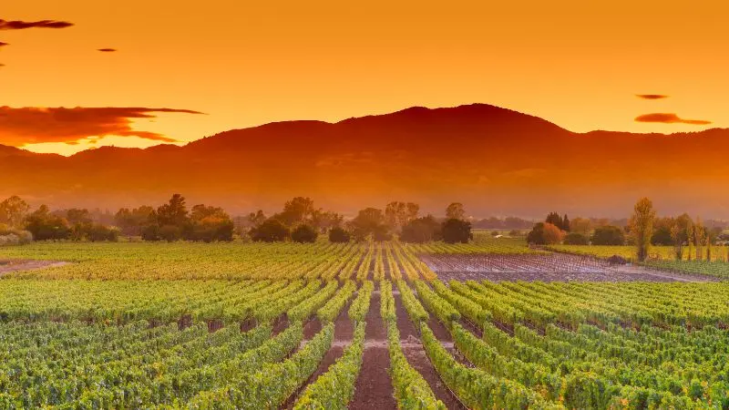 Viaggio attraverso le strade del vino: I migliori itinerari per il tuo tour vinicolo