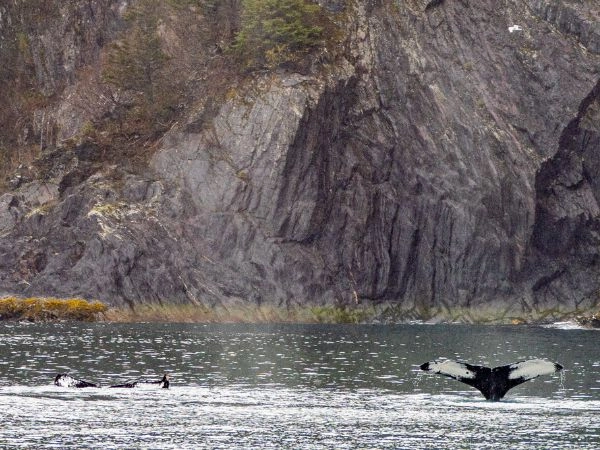 Avvistare le balene nel Parco Nazionale dei Fiordi di Kenai, circondati da ghiacciai spettacolari e acque dell’Alaska