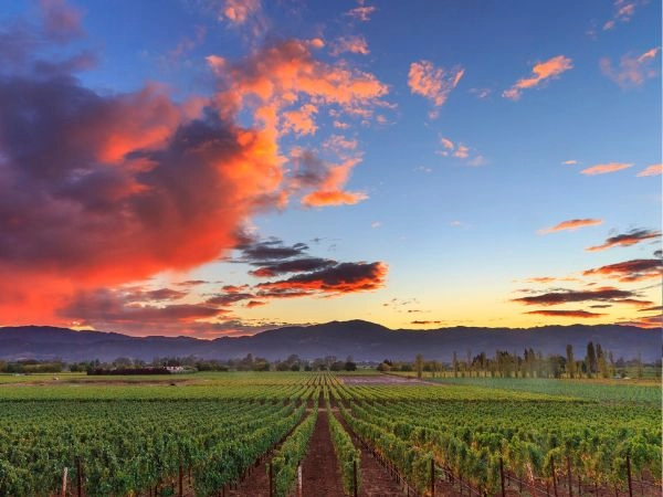 Degustare i vini della Napa Valley, rinomata regione californiana famosa per vigneti e cantine prestigiose
