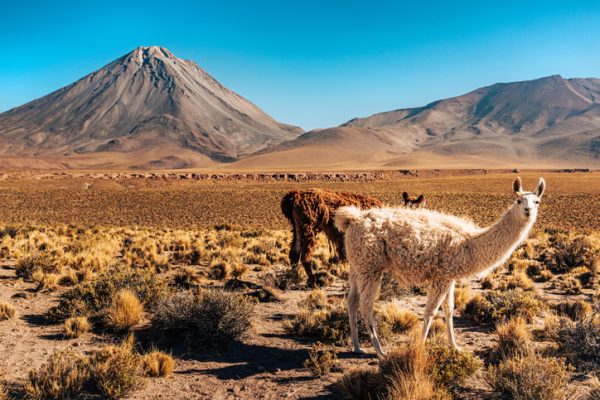 I-lama-si-sono-adattati-all-habitat-estremo-del-deserto-di-Atacama