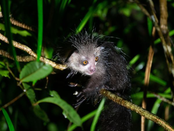 L'enigmatico Aye-aye