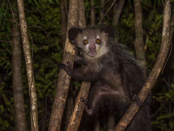 I territori dell'Aye-aye